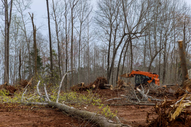 Best Arborist Consultation Services  in Greensburg, KY